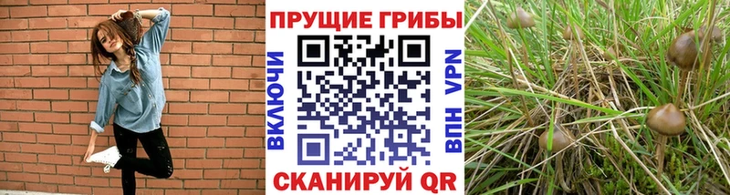 Галлюциногенные грибы GOLDEN TEACHER Новая Ладога